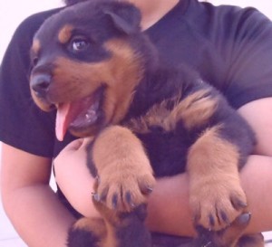 ロットワイラー　ブリーダー　子犬販売の専門店　AngelWan　血統優秀