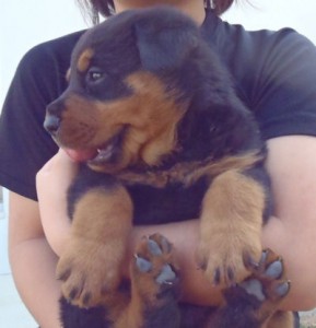 ロットワイラー ブリーダー 子犬直販 ロットワイラー ブリーダー 子犬販売の専門店 AngelWan 横浜市 戸塚区 泉区