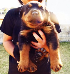 ロットワイラー　ブリーダー　子犬販売の専門店　AngelWan　東京　群馬　栃木　茨城