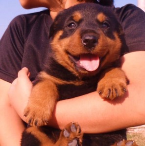 Rottwiler　ブリーダー　子犬販売の専門店　AngelWan　横浜　ペットショップ