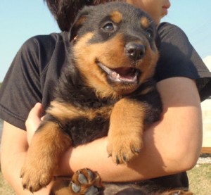 ロットワイラー　ブリーダー　子犬販売の専門店　AngelWan　横浜市　藤沢市　町田市