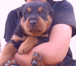 ロットワイラー　ブリーダー　子犬販売の専門店　AngelWan　横浜市　湘南　相模原市