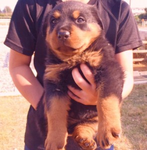 ロットワイラー　ブリーダー　子犬販売の専門店　AngelWan　東京都内　神奈川県