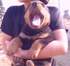 ロットワイラー　ブリーダー　子犬販売の専門店　AngelWan　長野　山梨　静岡　愛知