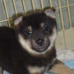 柴　ブリーダー　子犬販売の専門店　AngelWan　横浜