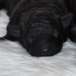 トイプードル　ブリーダー　子犬販売の専門店　AngelWan　横浜