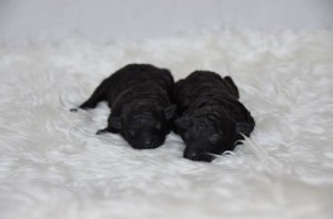 トイプードル　ブリーダー　子犬販売の専門店　AngelWan　東京都　神奈川県　見学OK