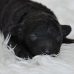 トイプードル　ブリーダー　子犬販売の専門店　AngelWan　横浜