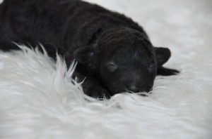 トイプードル　ブリーダー　子犬販売の専門店　AngelWan　茨城県　神奈川県　見学可能