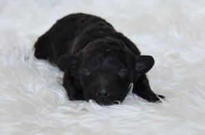 トイプードル　ブリーダー　子犬販売の専門店　AngelWan　東京　千葉　埼玉　長野　山梨