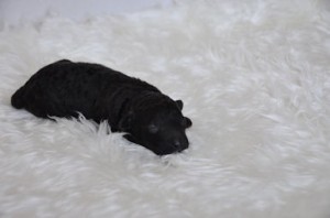 トイプードル　ブリーダー　子犬販売の専門店　AngelWan　横浜　空輸　空港　日本