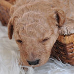 トイプードル　ブリーダー　子犬販売の専門店　AngelWan　横浜