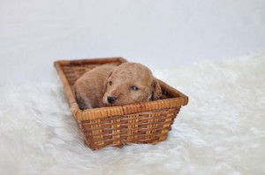 トイプードル アプリコット オス トイプードル ブリーダー 子犬販売の専門店 AngelWan 東京 長野 町田 相模原 湘南