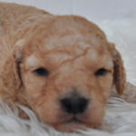 トイプードル　ブリーダー　子犬販売の専門店　AngelWan　横浜