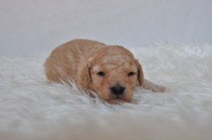 トイプードル　ブリーダー　子犬販売の専門店　AngelWan　横浜　全国　東京都　静岡県