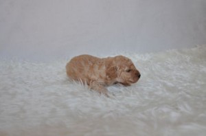 トイプードル　ブリーダー　子犬販売の専門店　AngelWan　横浜　長野県　山梨県　埼玉県