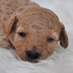 トイプードル　ブリーダー　子犬販売の専門店　AngelWan　横浜