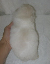 ビションフリーゼ こいぬ ペット ビションフリーゼ ブリーダー 子犬販売の専門店 AngelWan 全国お届け ANA空輸