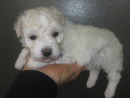 ビションフリーゼ ♂ ブリーダー ビションフリーゼ ブリーダー 子犬販売の専門店 AngelWan 横浜市 戸塚区 泉区 栄区