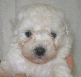 ビションフリーゼ 室内犬 ペット ビションフリーゼ ブリーダー 子犬販売の専門店 AngelWan 神奈川県 東京都内