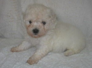 ビションフリーゼ 小型犬 ビションフリーゼ ブリーダー 子犬販売の専門店 AngelWan 横浜市 戸塚区 泉区 旭区