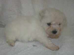 ビションフリーゼ メス ブリーダー直販 ビションフリーゼ ブリーダー 子犬販売の専門店 AngelWan 東京 千葉 埼玉 群馬