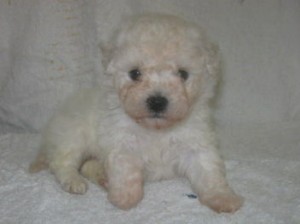 ビションフリーゼ ふわふわ モコモコ ビションフリーゼ ブリーダー 子犬販売の専門店 AngelWan 長野 山梨 静岡 神奈川