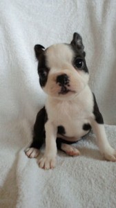 ボストンテリア　ブリーダー　子犬販売の専門店　AngelWan　東京都内　神奈川　静岡　長野
