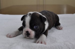 ボストンテリア　ブリーダー　子犬販売の専門店　AngelWan　神奈川県　東京都内　千葉