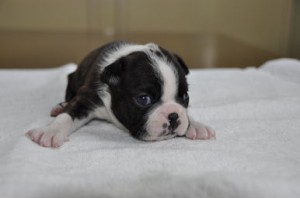 ボストンテリア　ブリーダー　子犬販売の専門店　AngelWan　横浜市　戸塚区　泉区