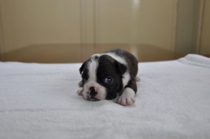 ボストンテリア　ブリーダー　子犬販売の専門店　AngelWan　横浜市　港南区　都筑区