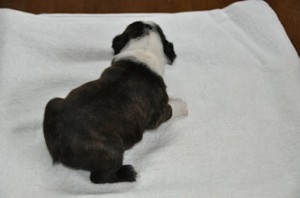 ボストンテリア　ブリーダー　子犬販売の専門店　AngelWan　湘南　川崎　町田　相模原