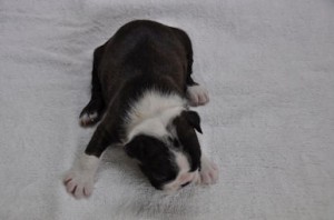 ボストンテリア　ブリーダー　子犬販売の専門店　AngelWan　横浜市　世田谷区　中区