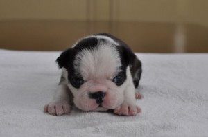 ボストンテリア　ブリーダー　子犬販売の専門店　AngelWan　東京　千葉　神奈川　埼玉