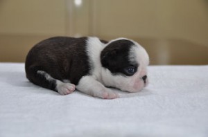 ボストンテリア　ブリーダー　子犬販売の専門店　AngelWan　小型犬　ANA　空輸