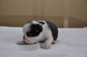 ボストンテリア　ブリーダー　子犬販売の専門店　AngelWan　横浜　ブリンドル