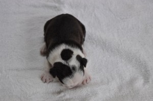 ボストンテリア　ブリーダー　子犬販売の専門店　AngelWan　群馬　栃木　茨城　神奈川