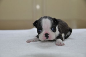 ボストンテリア　ブリーダー　子犬販売の専門店　AngelWan　ペットショップ　横浜