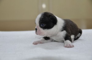 ボストンテリア　ブリーダー　子犬販売の専門店　AngelWan　横浜市　緑区　金沢区