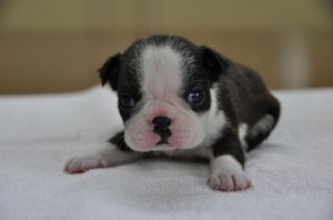 ボストンテリア　ブリーダー　子犬販売の専門店　AngelWan　東京都内　神奈川県