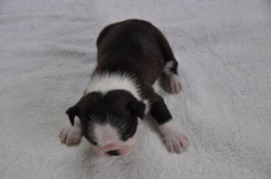 ボストンテリア　ブリーダー　子犬販売の専門店　AngelWan　藤沢　茅ヶ崎　鎌倉　逗子