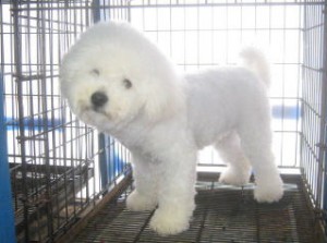 ビションフリーゼ 父親 ビションフリーゼ ブリーダー 子犬販売の専門店 AngelWan 横浜 ホワイト