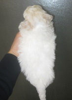 ビションフリーゼ こいぬ ペットショップ ビションフリーゼ ブリーダー 子犬販売の専門店 AngelWan 小ぶり 全国発送可能