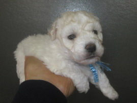 ビションフリーゼ ブリーダー 子犬直販 ビションフリーゼ 子犬販売の専門店AngelWan 東京都 新宿区 世田谷区 目黒区 渋谷