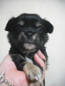 チワワ 世界最小犬種 メキシコ ロングコートチワワ ブリーダー 子犬販売の専門店 AngelWan 横浜市 戸塚区 泉区