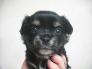 ロングコートチワワ オス こいぬ ロングコートチワワ ブリーダー 子犬販売の専門店 AngelWan 神奈川県 お届け