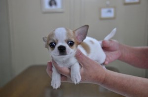 チワワ　スムース　ブリーダー　子犬販売の専門店　AngelWan　横浜市　戸塚区　泉区