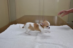 チワワ　スムース　ブリーダー　子犬販売の専門店　AngelWan　東京都内　千葉　埼玉