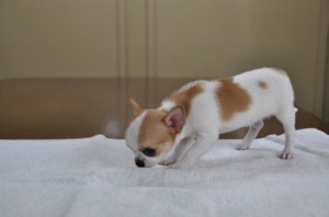 チワワ　スムース　ブリーダー　子犬販売の専門店　AngelWan　静岡　山梨　長野　秋田