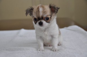 チワワ ロング こいぬ チワワ ロングコート ブリーダー 子犬販売の専門店 AngelWan 横浜市 戸塚区 泉区